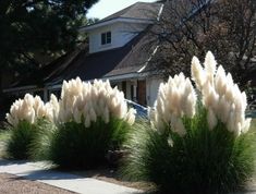 some very pretty white flowers in front of a house