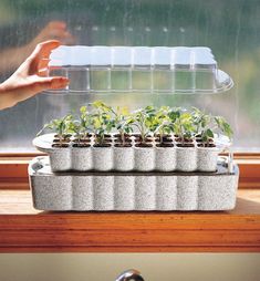 a person holding a plastic container with plants growing in it and another hand reaching for the plant