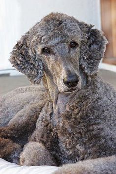 a gray poodle sitting on top of a bed next to a white wall and window