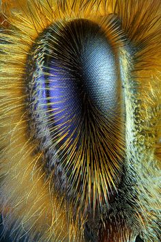 a close up view of the inside of an insect's eye, with yellow and blue stripes