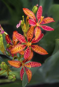 an orange and red flower with green leaves in the background