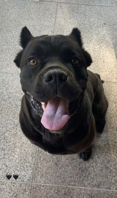 a black dog sitting on the floor with its tongue out