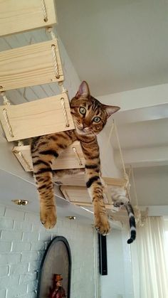 a cat sitting on top of a wooden chair suspended from the ceiling over a bed