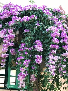 purple flowers growing on the side of a building