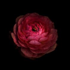 a large red flower on a black background