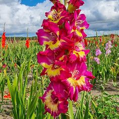 purple and yellow flowers are in the middle of a field with blue skies above them