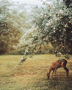 a deer eating grass under an apple tree