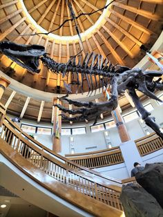 a large dinosaur skeleton is in the middle of a room with stairs and a dome ceiling