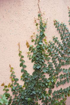 green plants growing on the side of a building