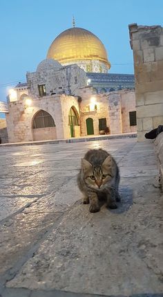 a cat sitting on the ground in front of an old building with a golden dome