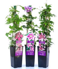 three potted plants with purple flowers in them