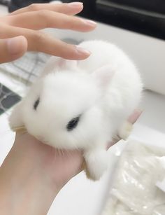 a person holding a small white animal in their hand