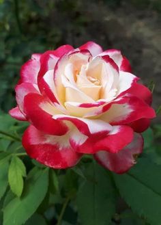 a red and white rose is blooming in the garden with greenery behind it