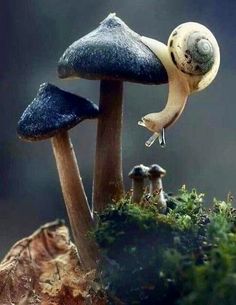 two mushrooms are sitting on top of each other