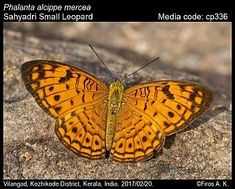 an orange and black butterfly sitting on top of a rocky surface with text below it