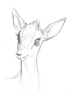 a pencil drawing of a deer's head