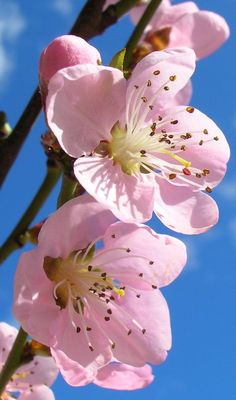 pink flowers are blooming on a tree branch with blue sky in the back ground