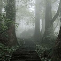 a set of stairs leading up into the woods in foggy weather, with trees on either side