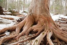 a large tree that has been cut down in the woods with snow on the ground