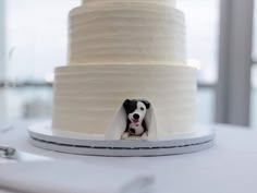 a dog sticking its head out from behind a cake