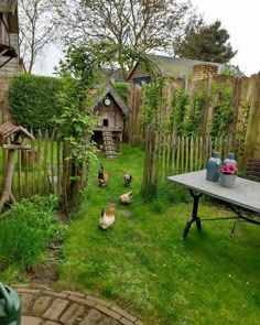 some chickens are walking around in the grass near a table and fenced in area