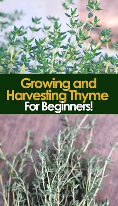 a bunch of herbs with the title growing and harvesting thyme for beginners