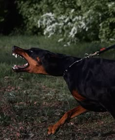 a black and brown dog with it's mouth open