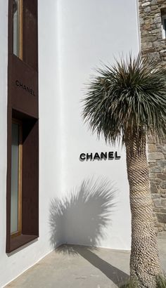 a palm tree in front of a chanel sign and window on the side of a building