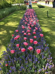 many pink and blue flowers are in the middle of a long row of purple and red flowers