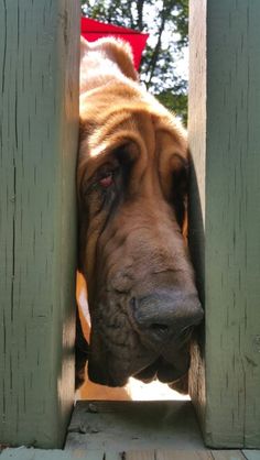 a large brown dog sticking its head out from behind a wooden fence with trees in the background