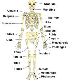 the bones and their major skeletal systems are labeled in this diagram, which shows the main parts