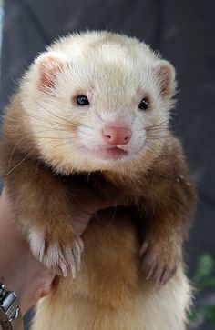 a small ferret is being held in someone's hand