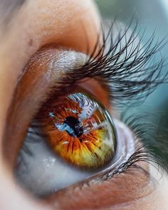 an orange and yellow eye looking into the distance with its reflection in it's iris