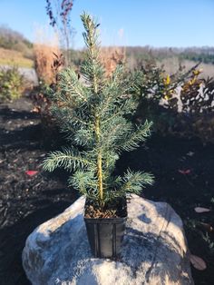 a small pine tree sitting on top of a rock