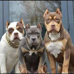 three pitbull dogs are standing in front of a door with chains on their collars