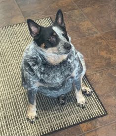 a dog sitting on top of a rug