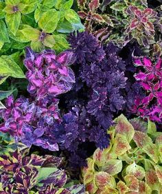 many different colored plants with green and purple leaves