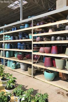 many pots and bowls are on shelves in a garden shop, with plants growing inside