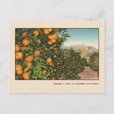 an orange tree with lots of ripe oranges on it's branches and mountains in the background