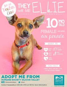 a small brown dog sitting on top of a pink floor next to a sign that says adopt me from humane society silicon valley