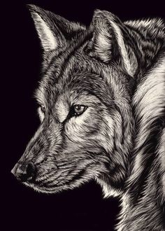 two wolfs are shown in black and white, one is staring at the other