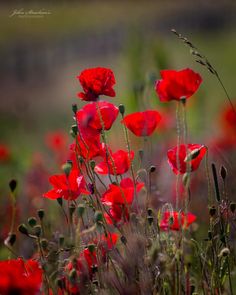 some red flowers are growing in the grass