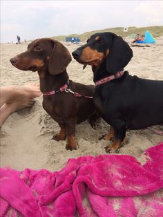 two dachshunds sitting on the beach next to each other with pink towels