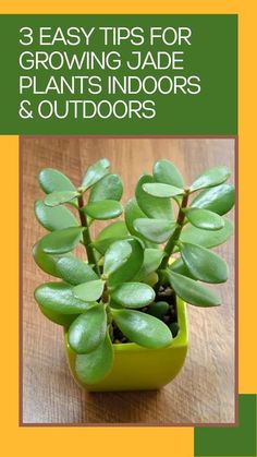 a green potted plant sitting on top of a wooden table with text overlay