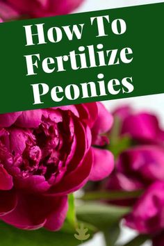 pink flowers with the words how to fertilize peonies