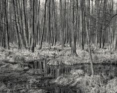 a black and white photo of trees in the woods with water running through one side