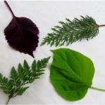 three different types of leaves on a white surface