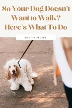 a dog on a leash with the words so your dog doesn't want to walk here's what to do