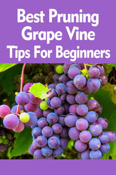 grapes growing on the vine with text overlay reading best pruning grape vine tips for beginners