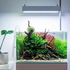 an aquarium filled with plants and rocks on top of a table next to a potted plant